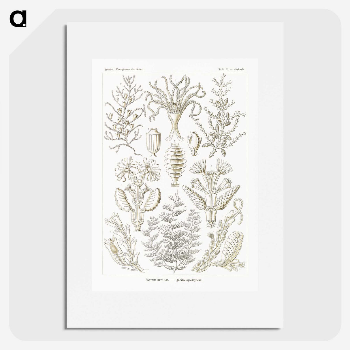 2-97_Ernst-Haeckel_picture