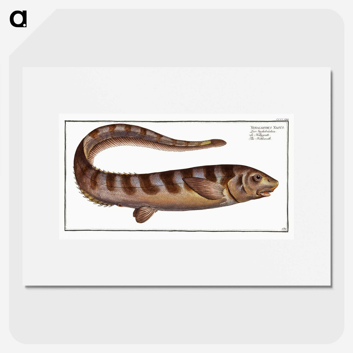 2-97_Ichtyologie-ou-Histoire-naturelle_picture