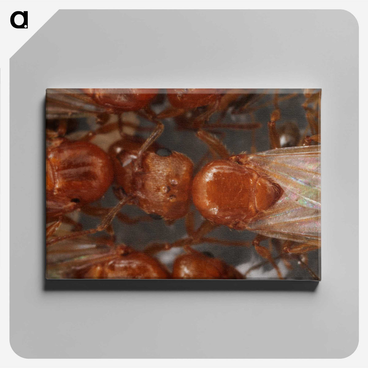 2-97_Insects-Unlocked-Project_canvas