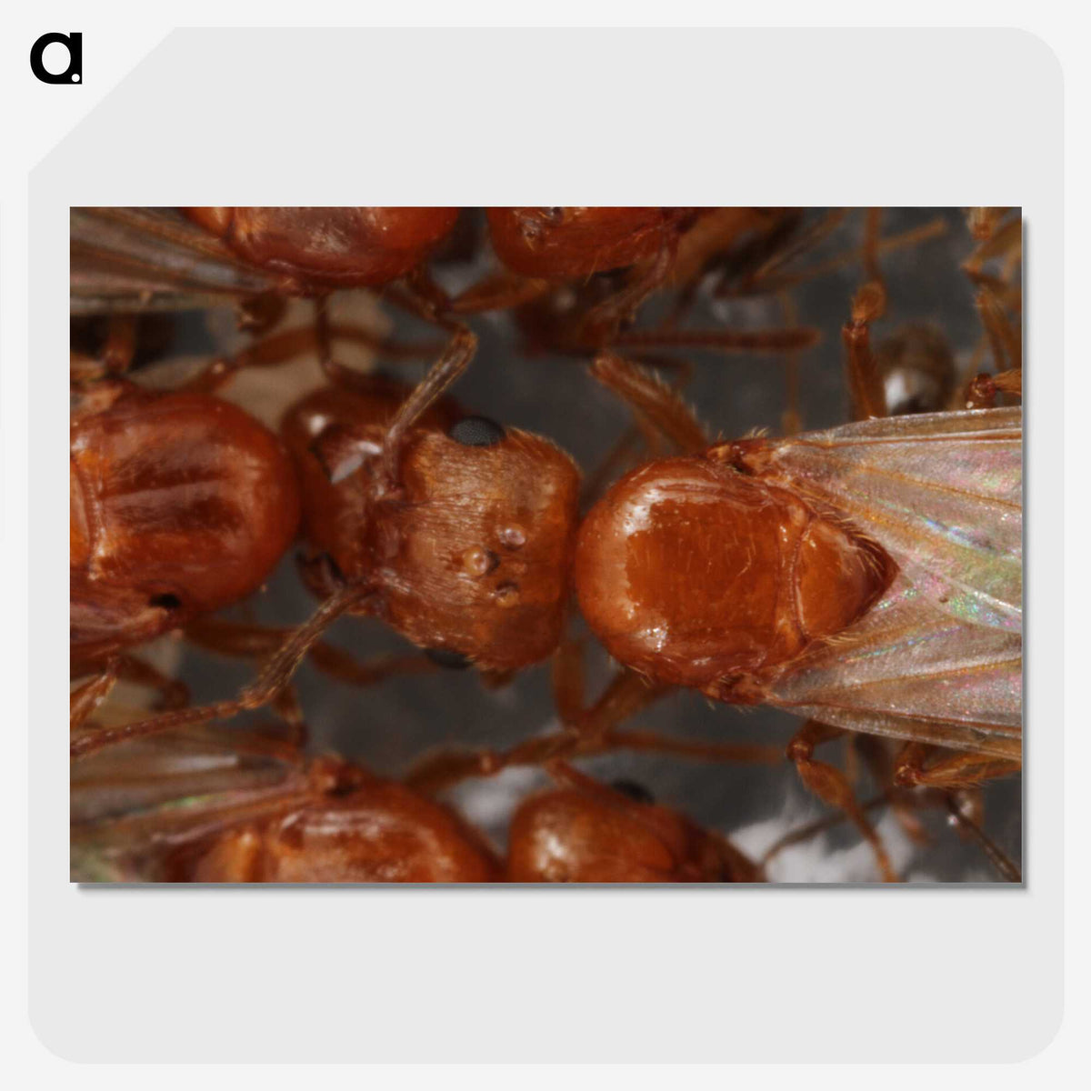 2-97_Insects-Unlocked-Project_picture-crop