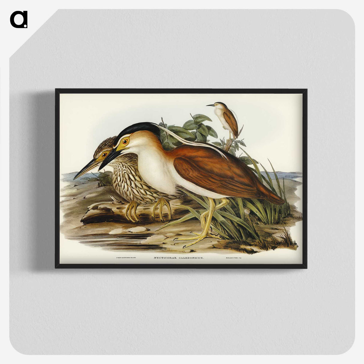 2-97_John-Gould_blk-crop