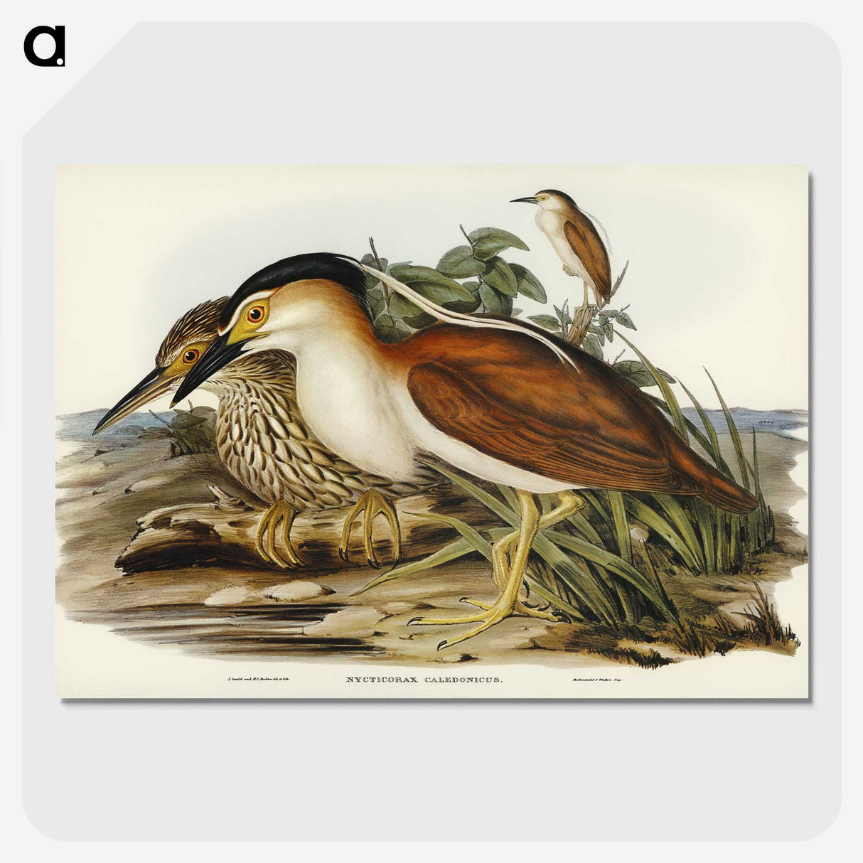 2-97_John-Gould_picture-crop