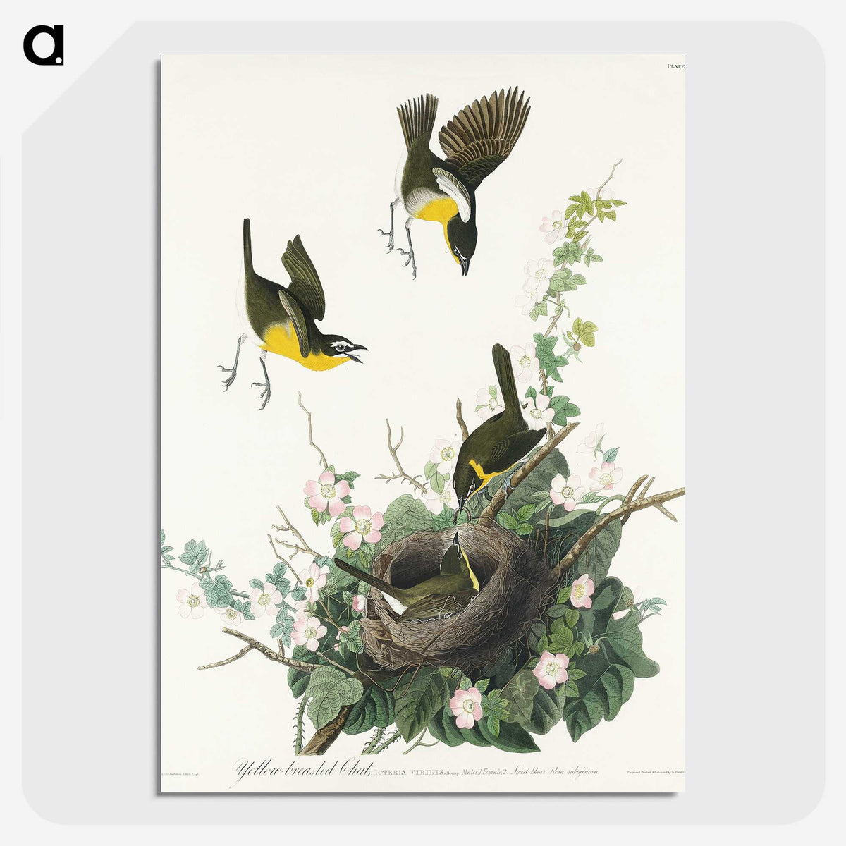 2-97_John-James-Audubon_picture-crop