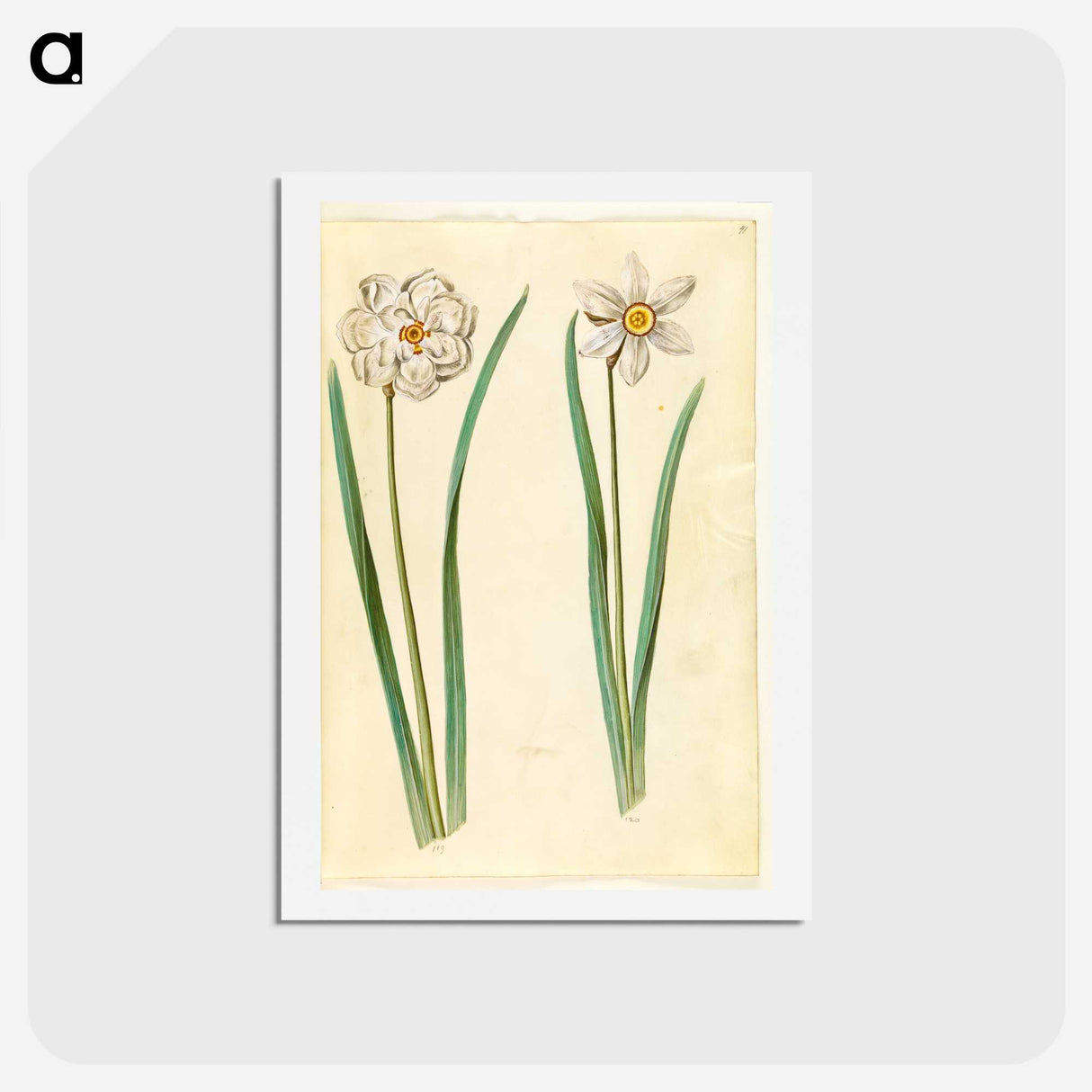 2-97_Maria-Sibylla-Merian_hagaki