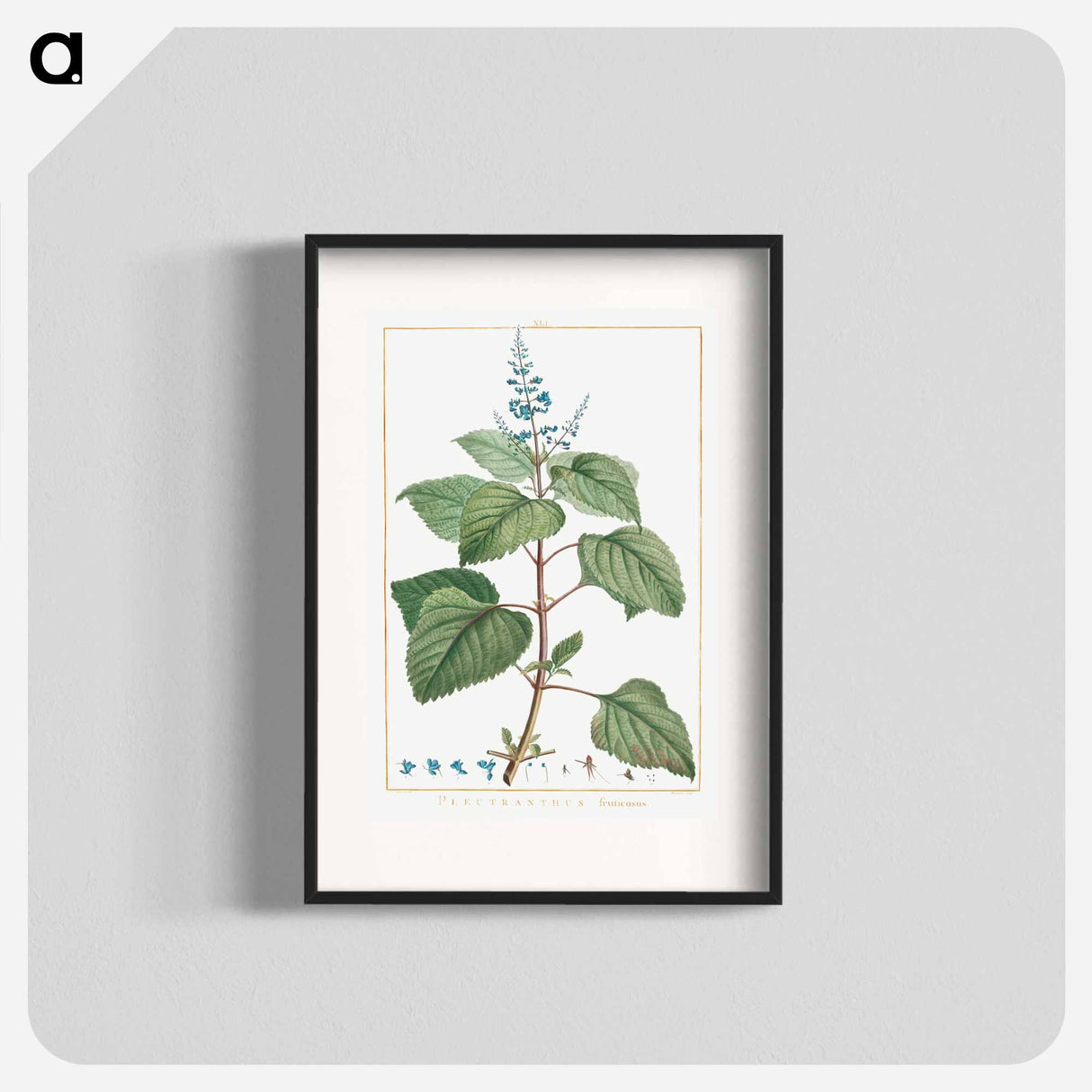 Plectranthus Fruticosus - ピエール ジョゼフ ルドゥーテ Poster.
