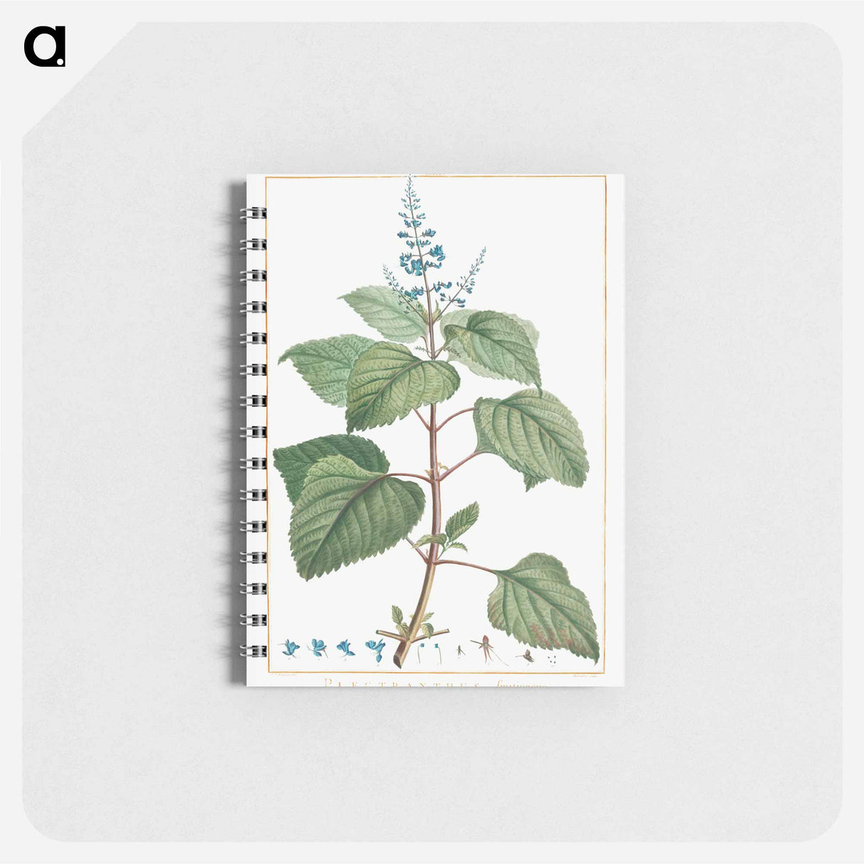 アートメモ帳-Plectranthus Fruticosus - ピエール ジョゼフ ルドゥーテ Memo.