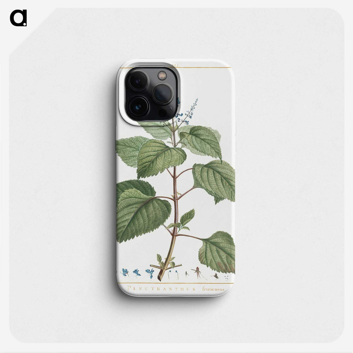 2-97_Pierre-Joseph-Redoute_phone