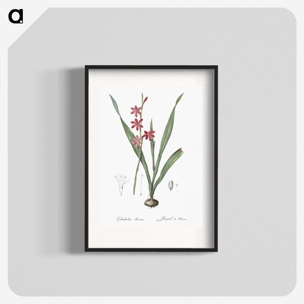 2-97_The-Lilies_blk