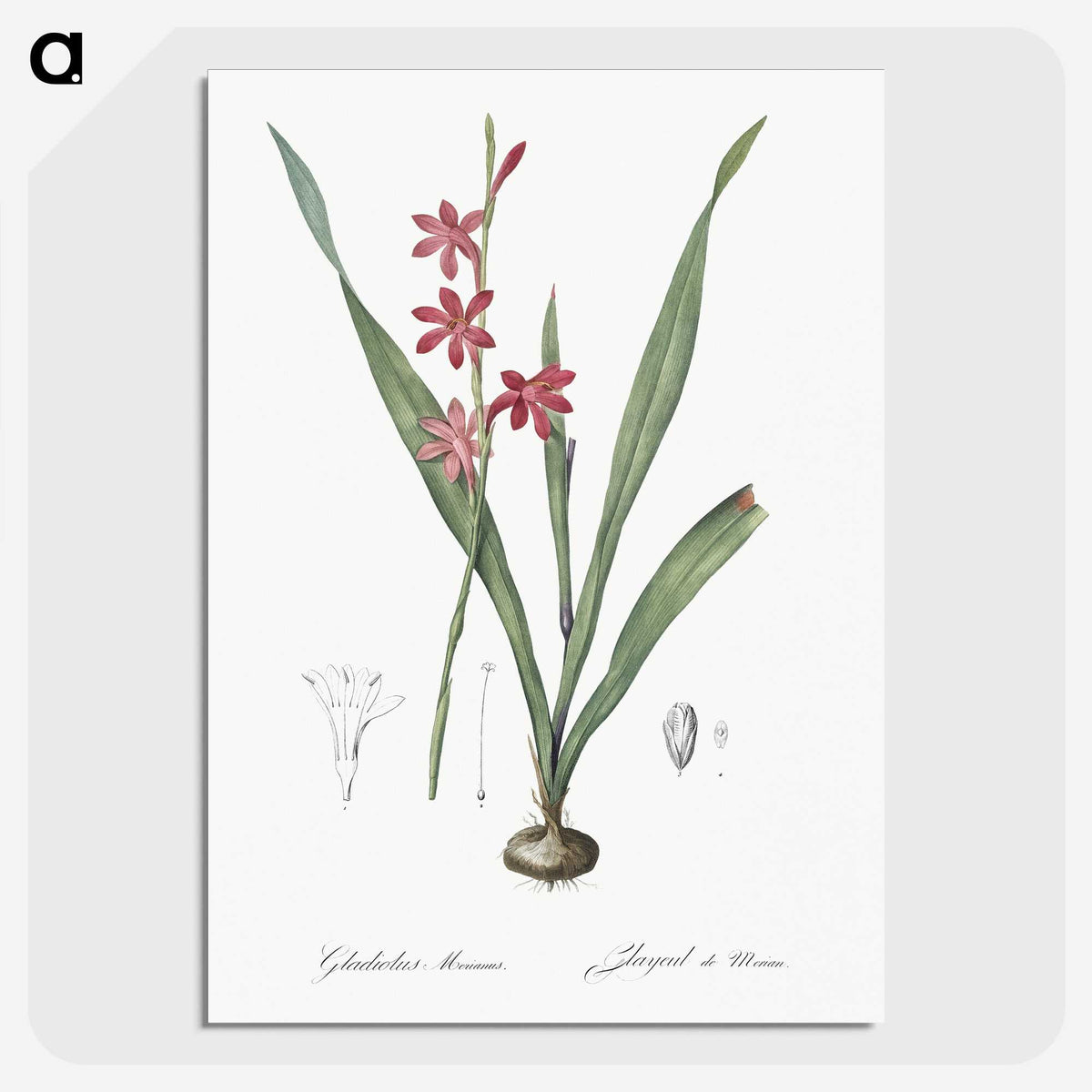 2-97_The-Lilies_picture-crop