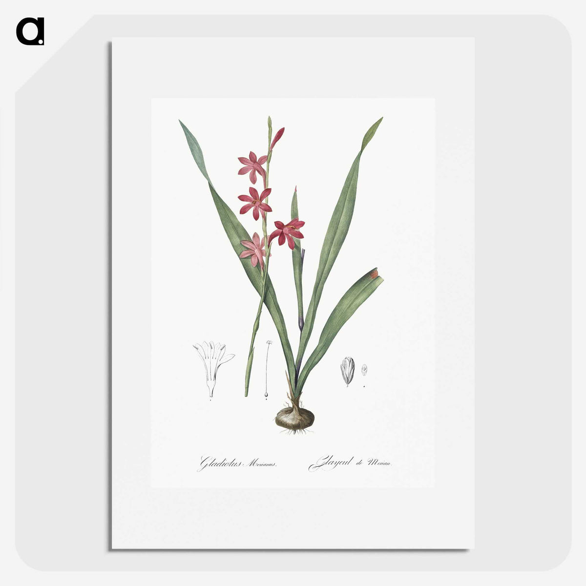 2-97_The-Lilies_picture