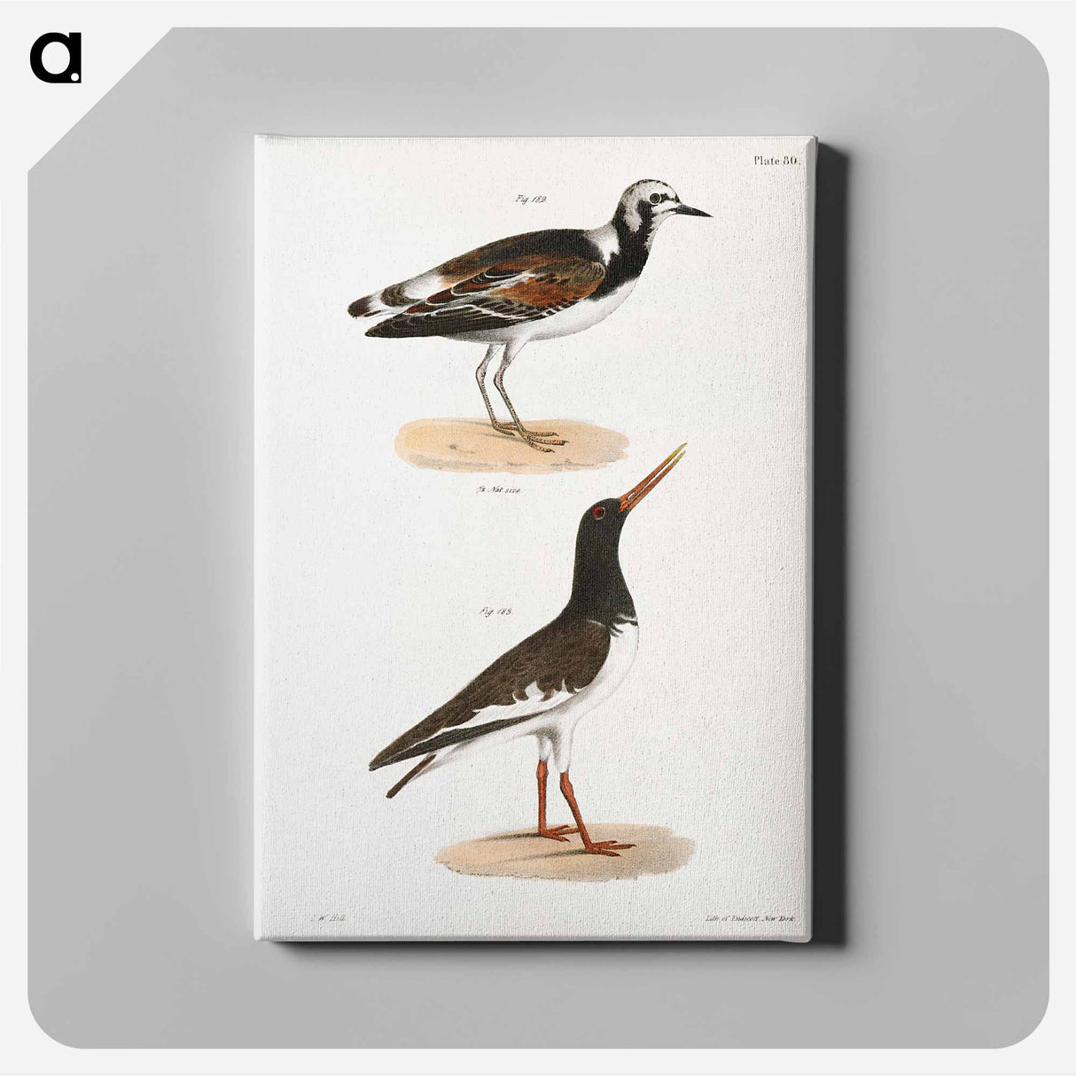 Turnstone (Strepsilas interpres) Mantled Oyster-catcher (Hæmatopus palliatus) - ニューヨークの動物学 Canvas.