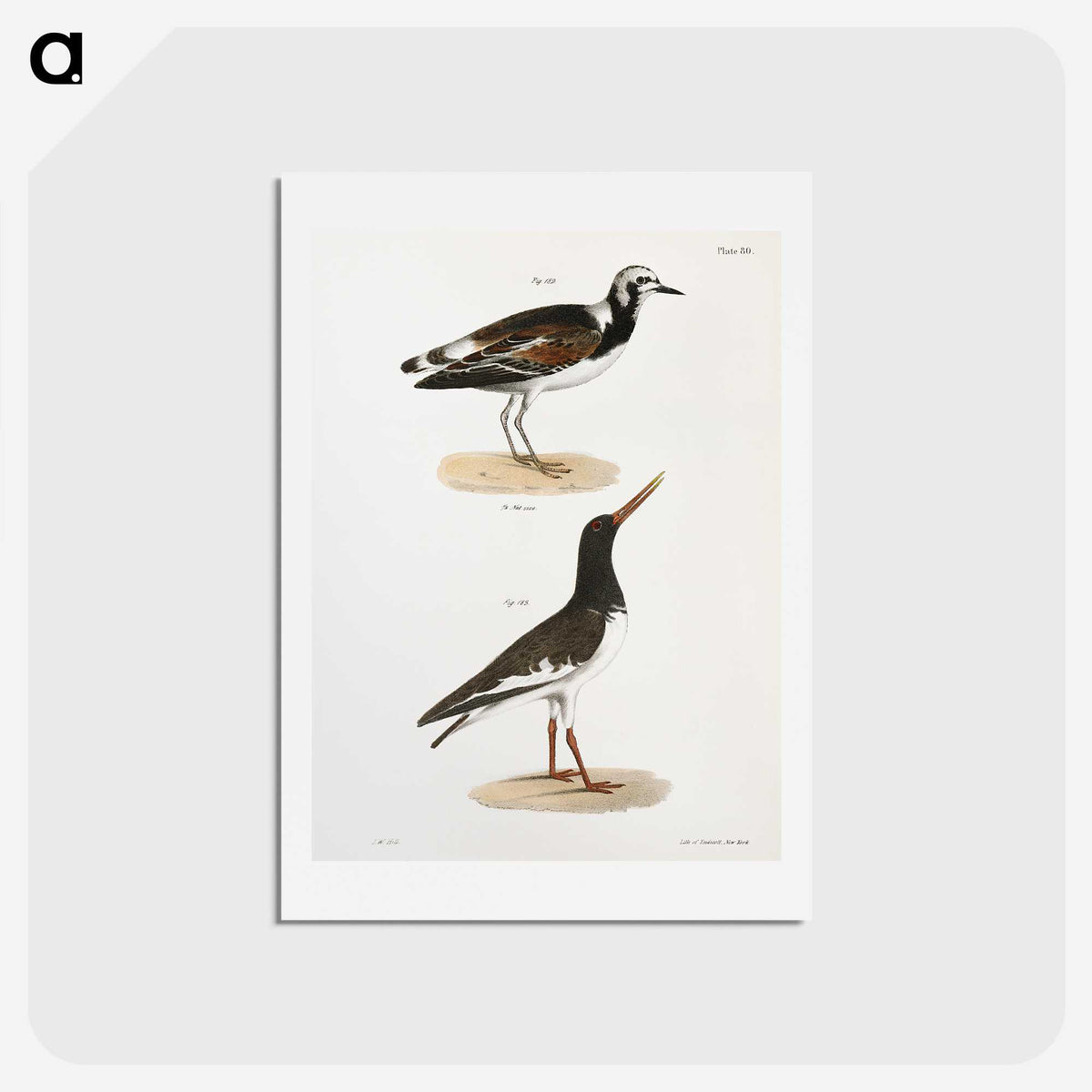 2-97_Zoology-of-New-York_hagaki