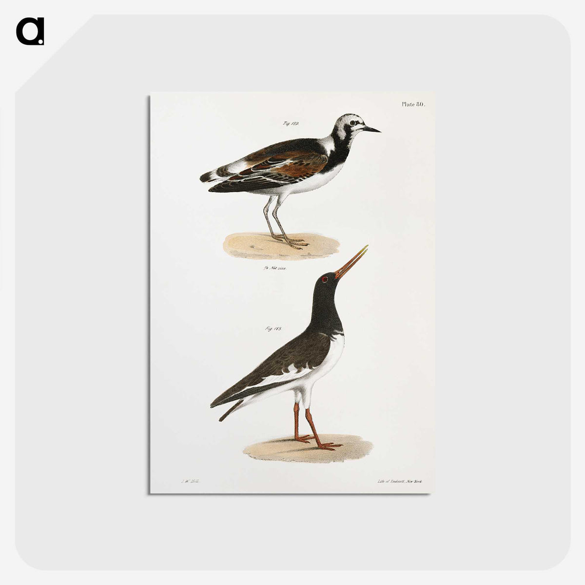 2-97_Zoology-of-New-York_postcard