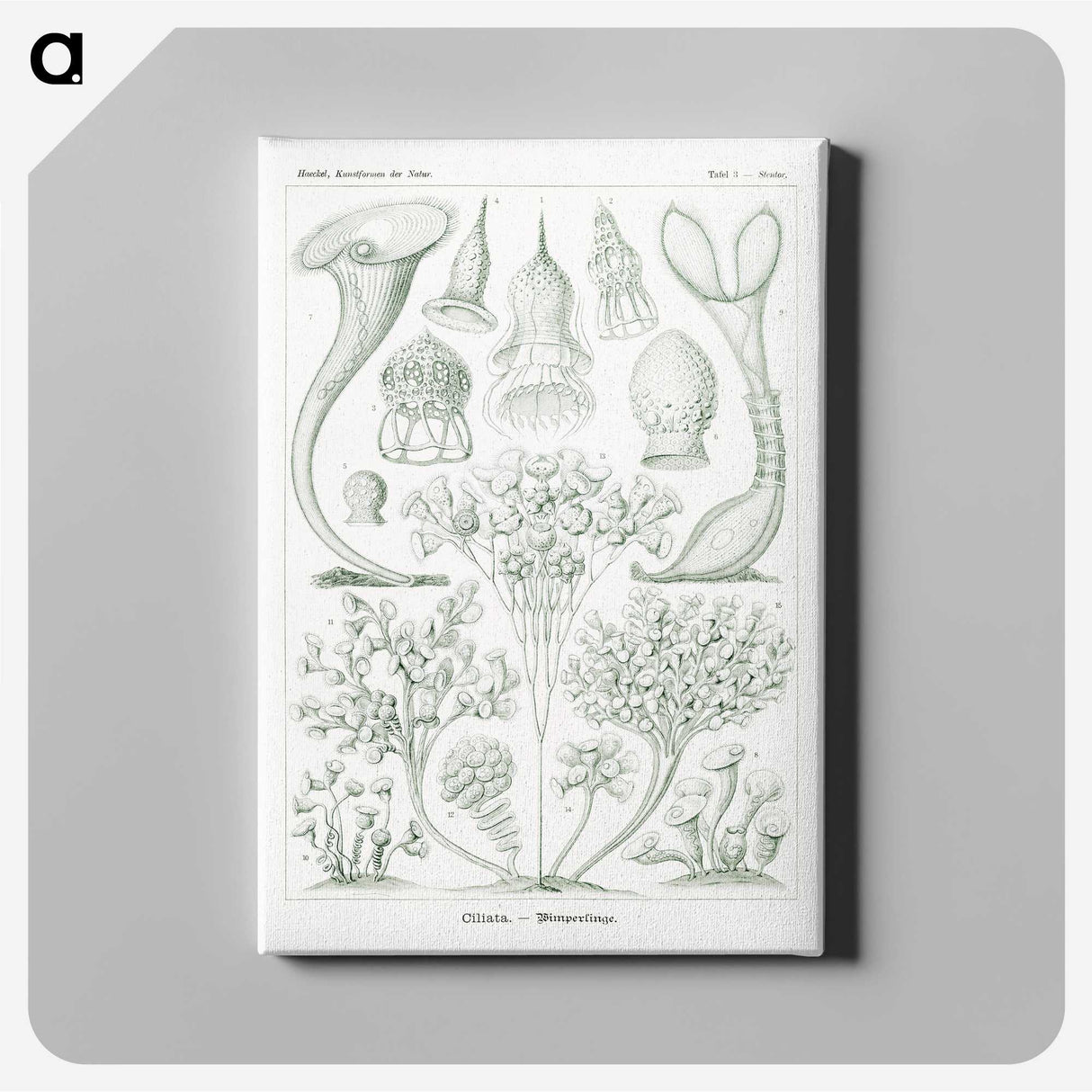 2-98_Ernst-Haeckel_canvas
