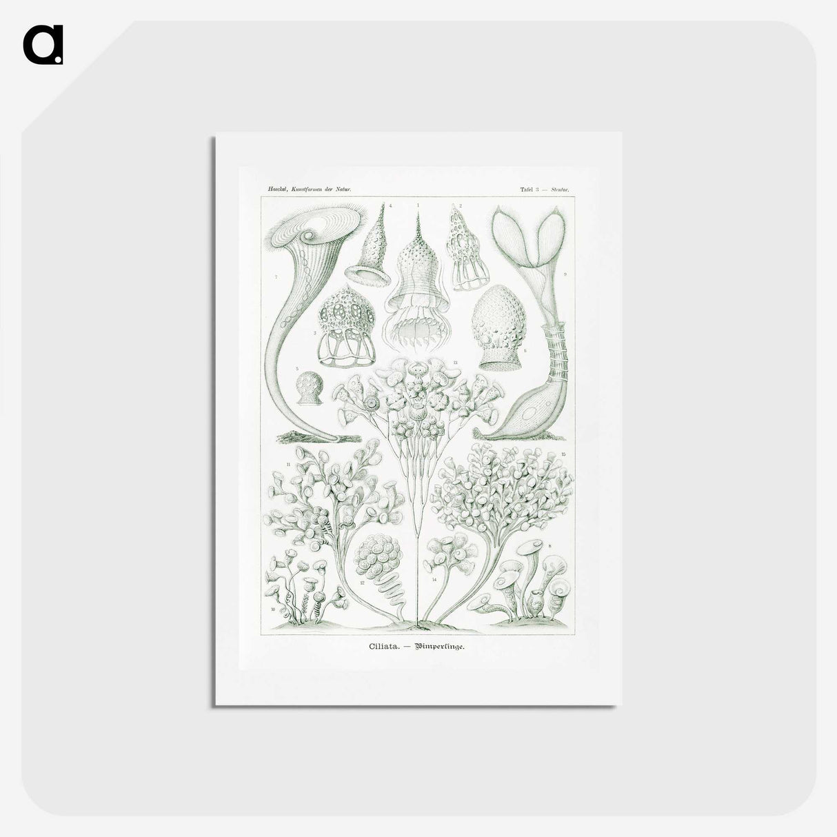 2-98_Ernst-Haeckel_hagaki