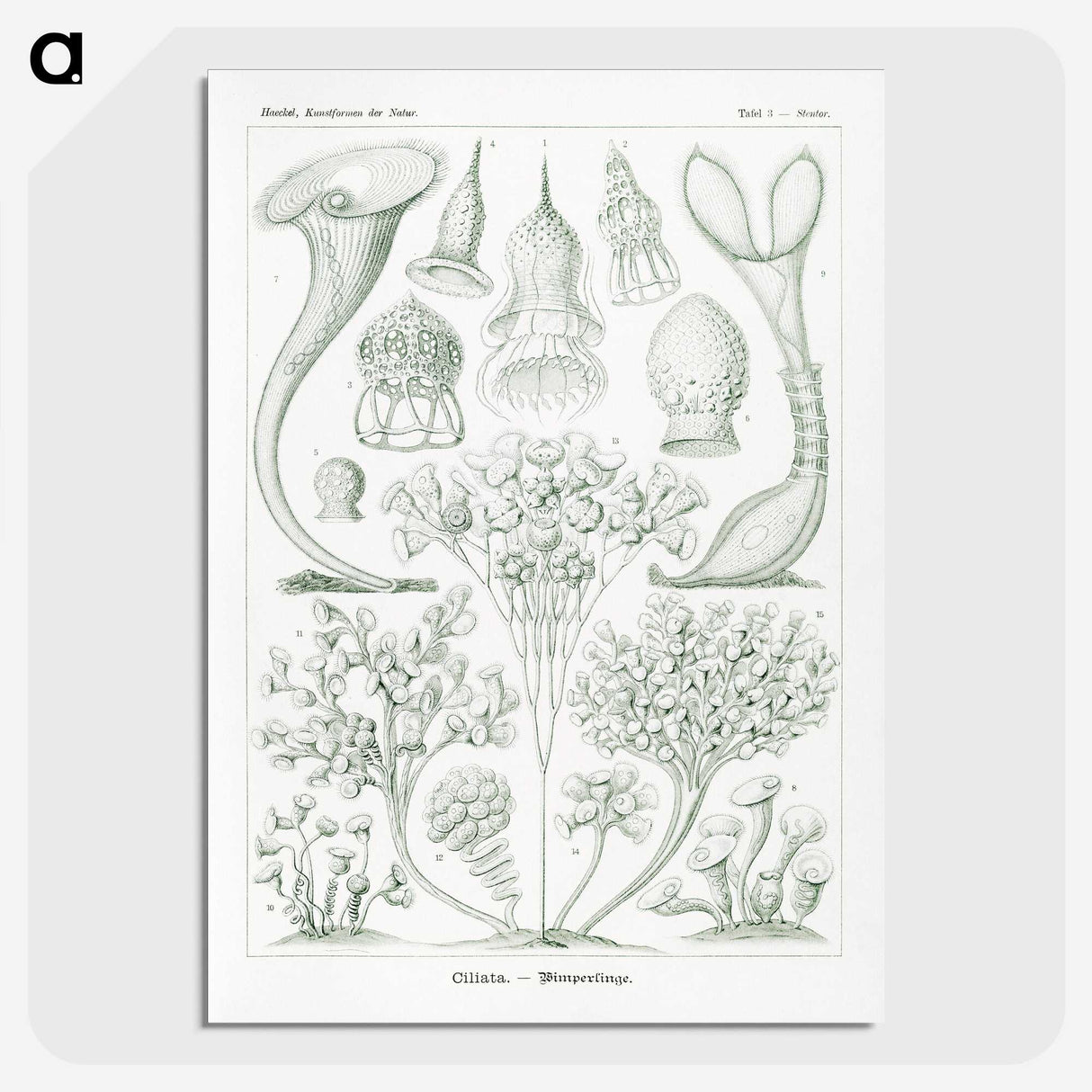 2-98_Ernst-Haeckel_picture-crop