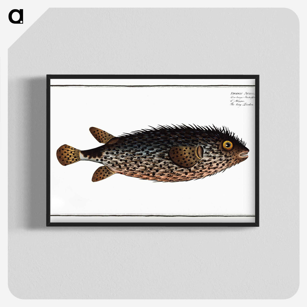 2-98_Ichtyologie-ou-Histoire-naturelle_blk-crop