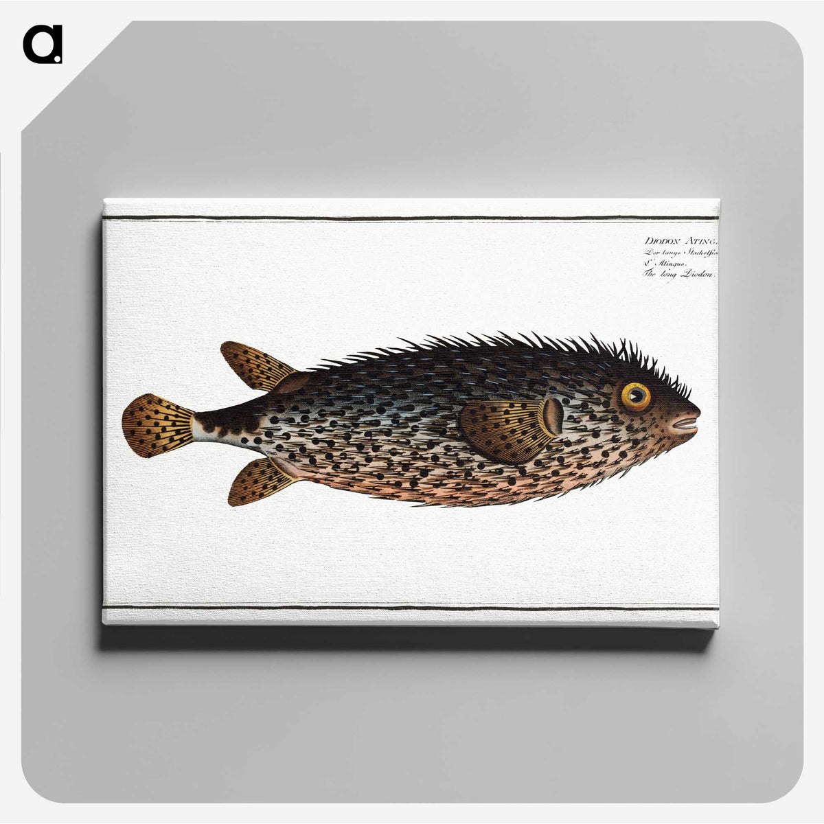 2-98_Ichtyologie-ou-Histoire-naturelle_canvas
