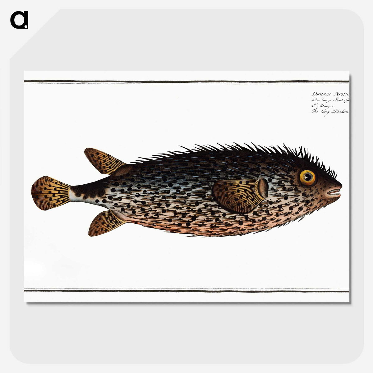 2-98_Ichtyologie-ou-Histoire-naturelle_picture-crop