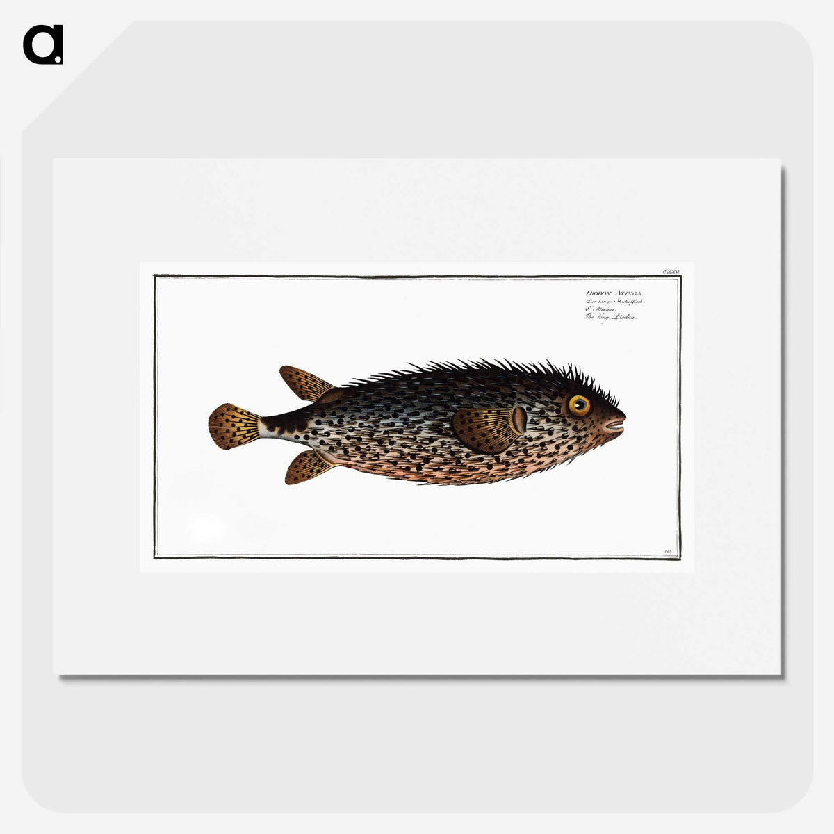 2-98_Ichtyologie-ou-Histoire-naturelle_picture