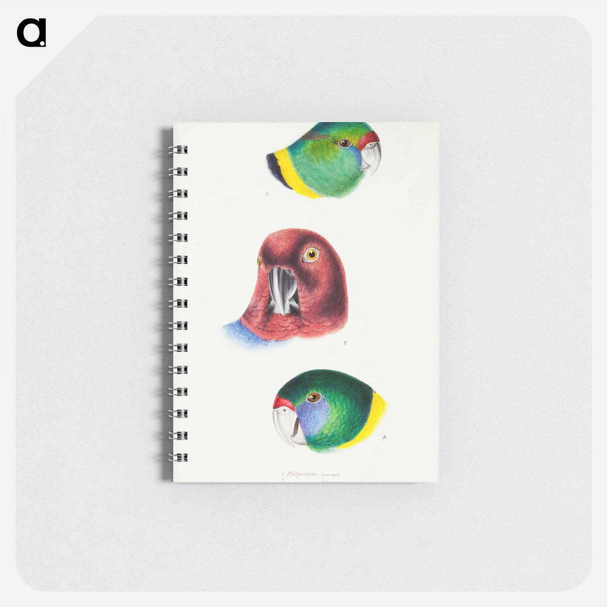 アートメモ帳-Australian Parrots
- ジョン グールド Memo.