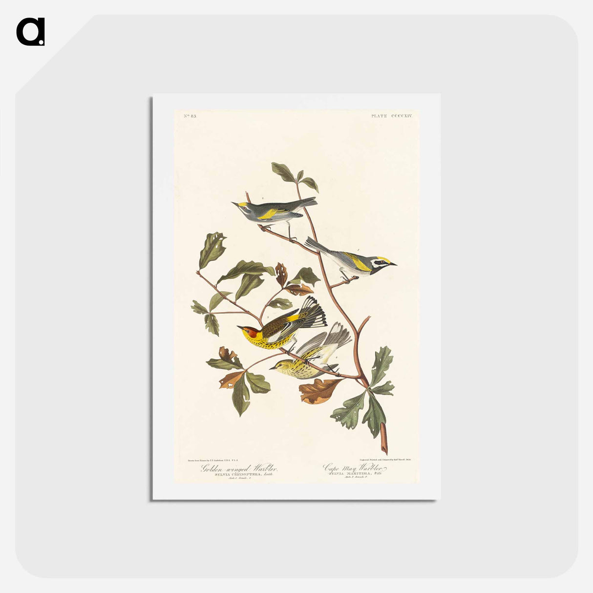 Golden-winged and Cape May Warblers
- ジョン ジェームス オーデュボン Postcard.