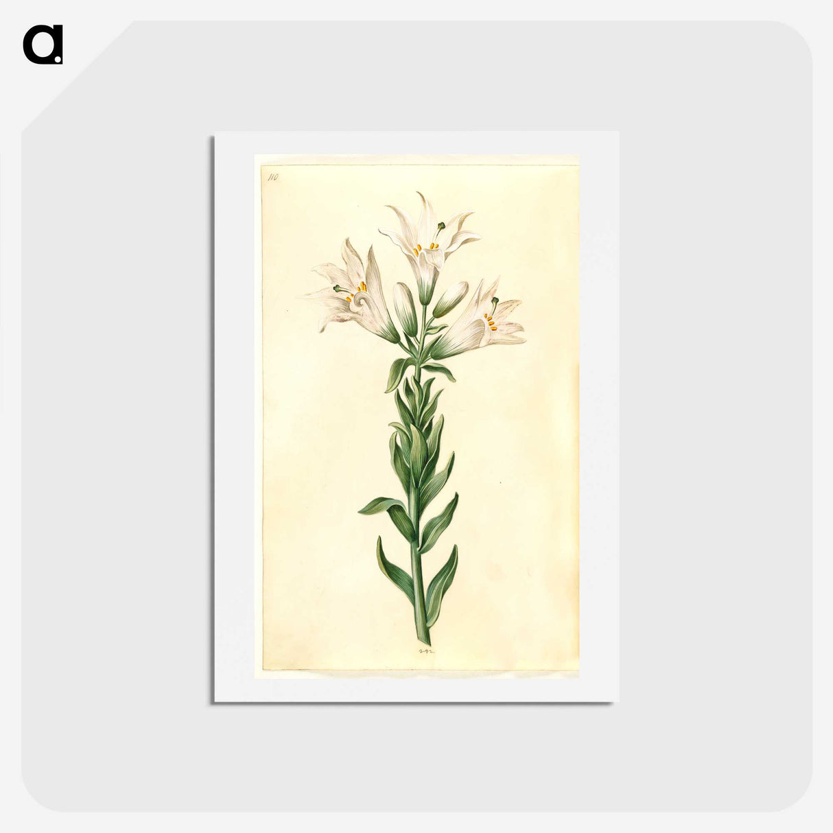 2-98_Maria-Sibylla-Merian_hagaki