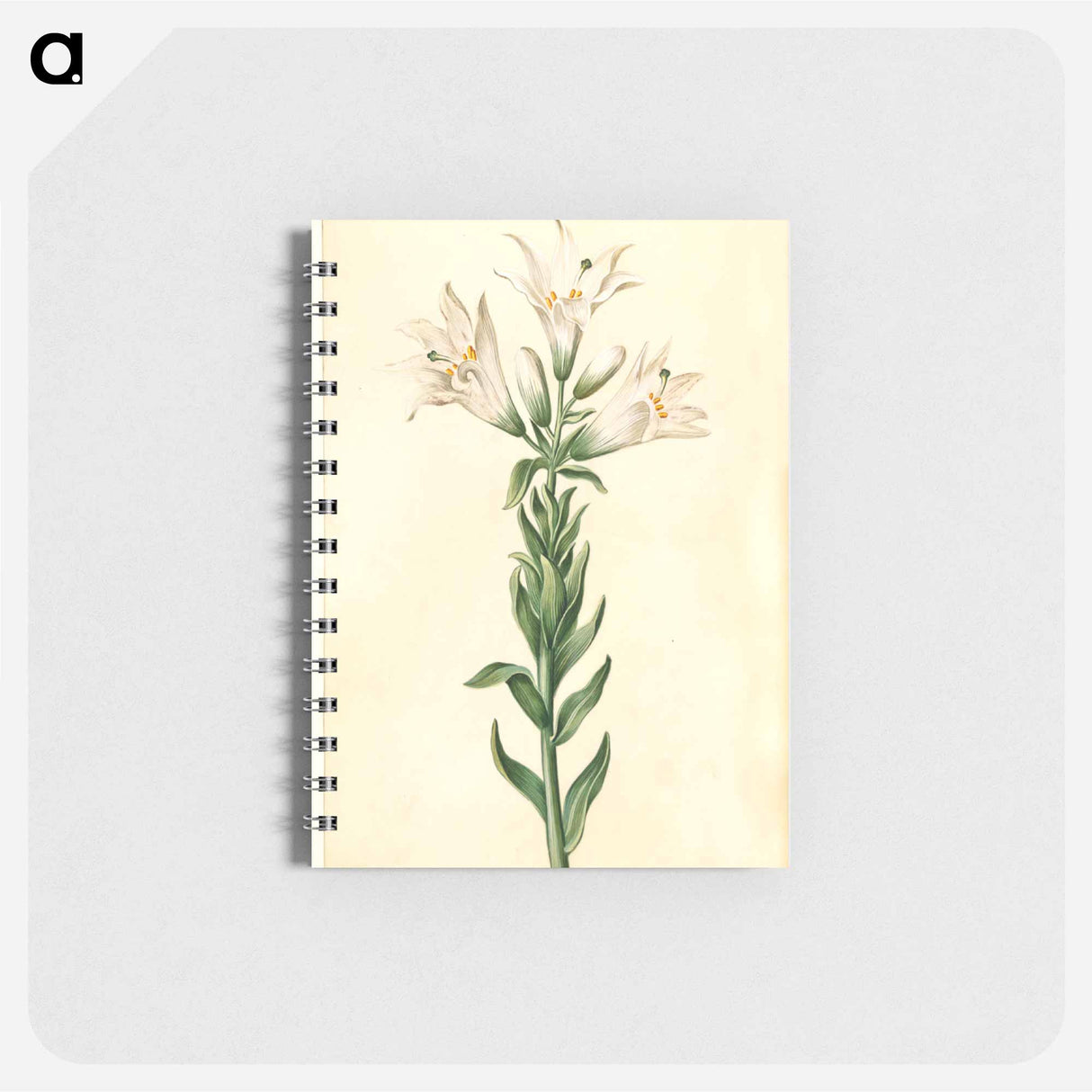 アートメモ帳-Lilium Candidum
- マリア ジビーラ メーリアン Memo.