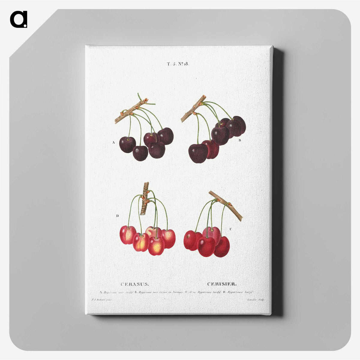 2-98_Treatise-on-Trees-and-Shrubs_canvas