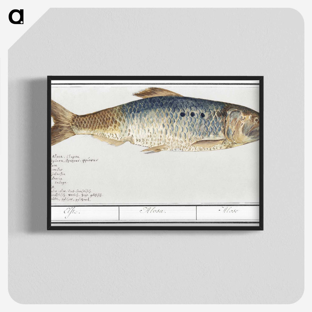 2-99_Anselmus-Boetius-de-Boodt_blk-crop