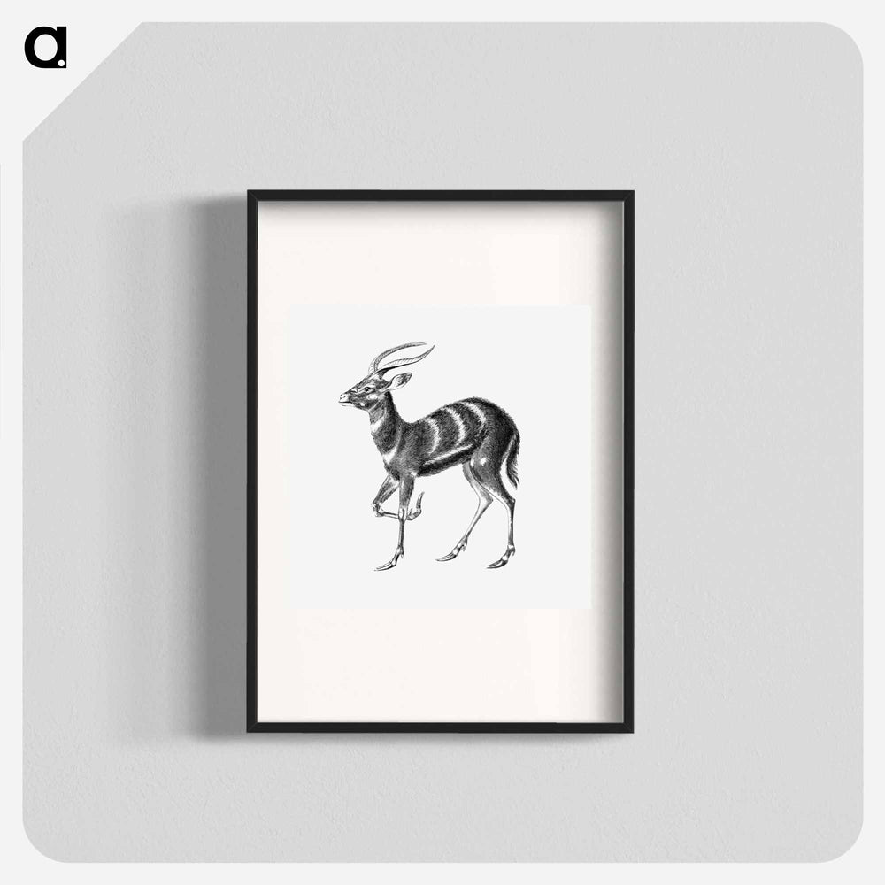 Vintage antelope wildlife illustration - エルンスト ヘッケル Poster.