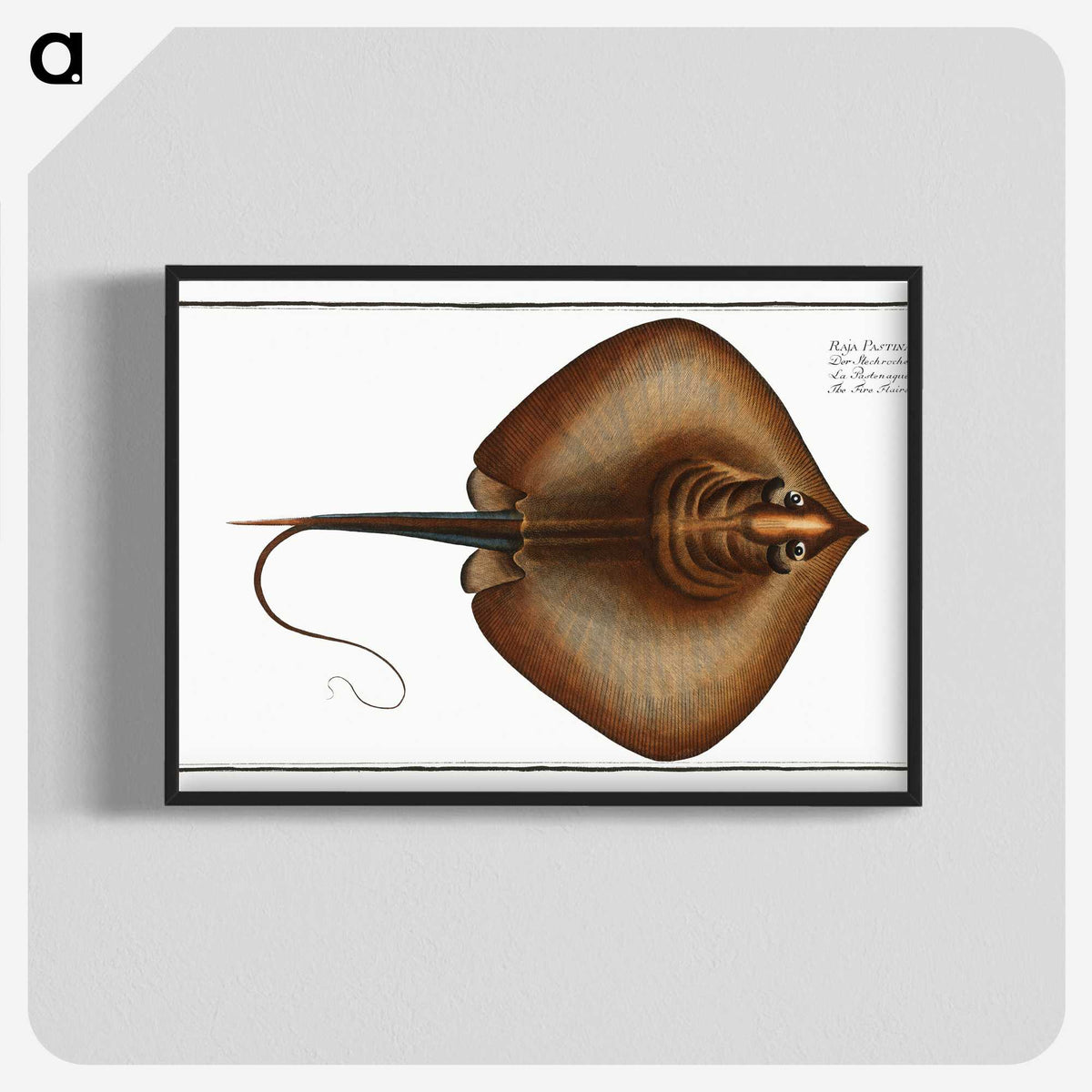 2-99_Ichtyologie-ou-Histoire-naturelle_blk-crop