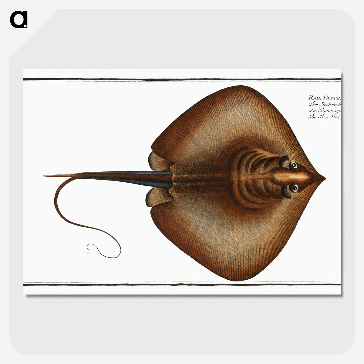 2-99_Ichtyologie-ou-Histoire-naturelle_picture-crop