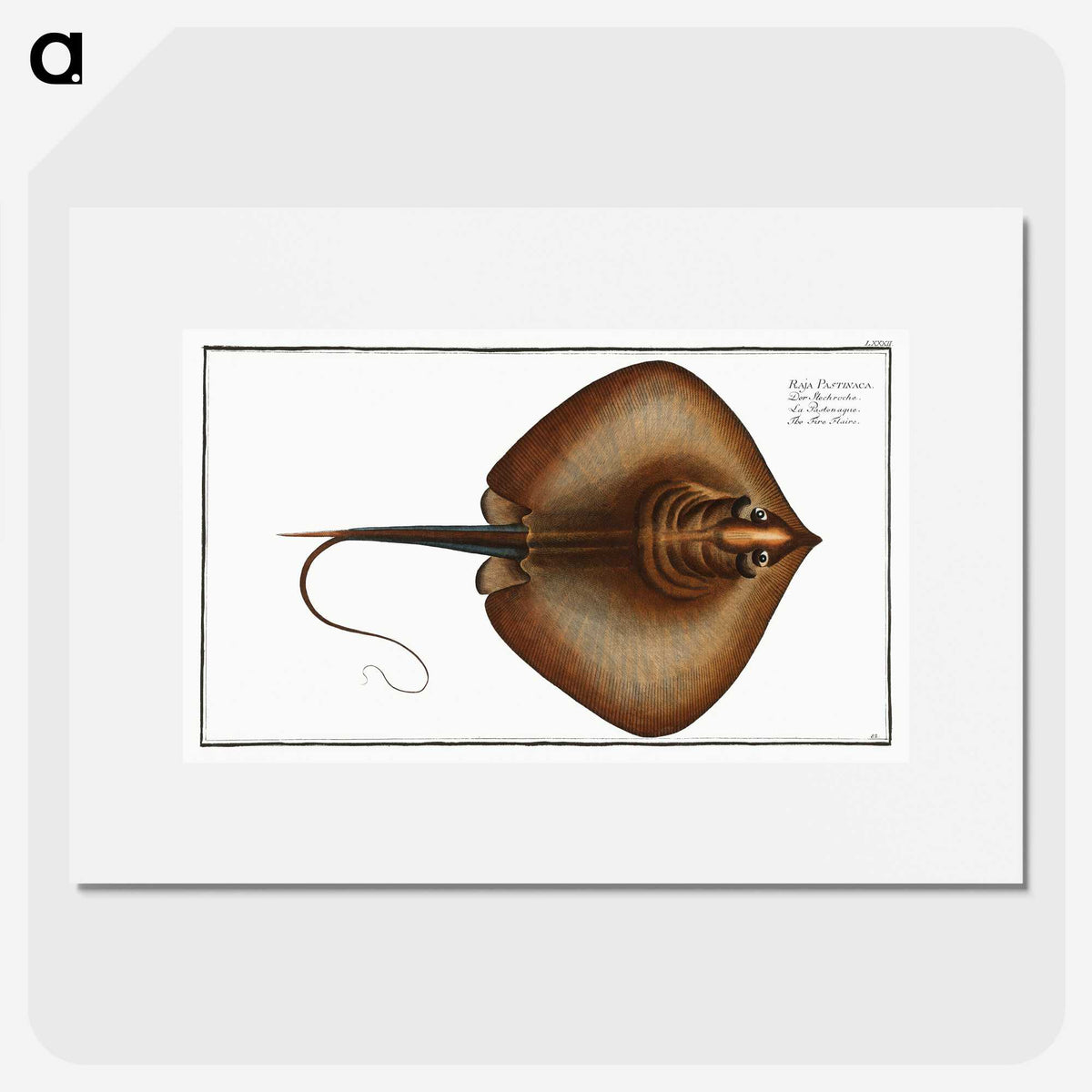 2-99_Ichtyologie-ou-Histoire-naturelle_picture