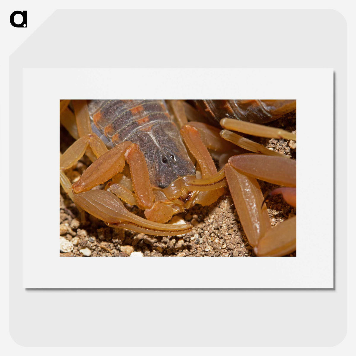 2-99_Insects-Unlocked-Project_picture