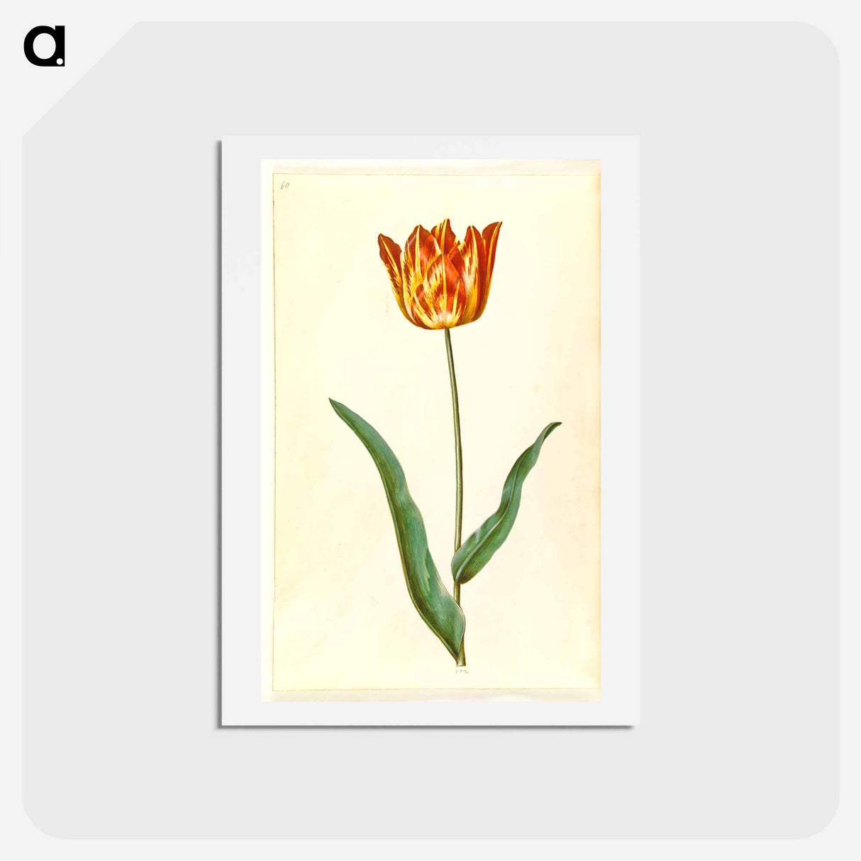 アートポストカード-Tulipa Gesneriana
- マリア ジビーラ メーリアン Postcard.