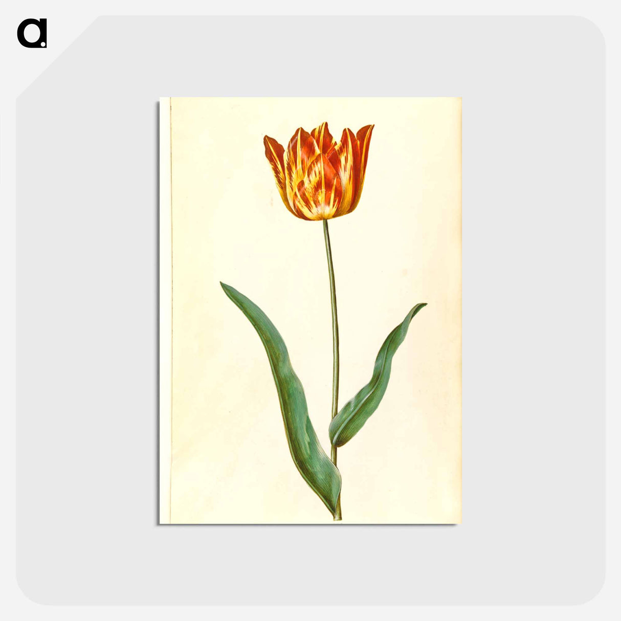 アートポストカード-Tulipa Gesneriana
- マリア ジビーラ メーリアン Postcard.
