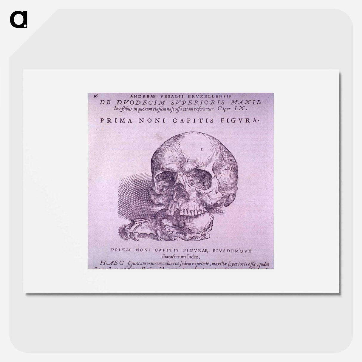 アートポスター-Cranial Anatomy, Frontal View
- 国立医学図書館 Poster.
