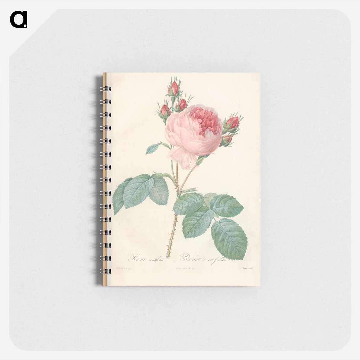 Rose illustration - ピエール ジョゼフ ルドゥーテ Memo.