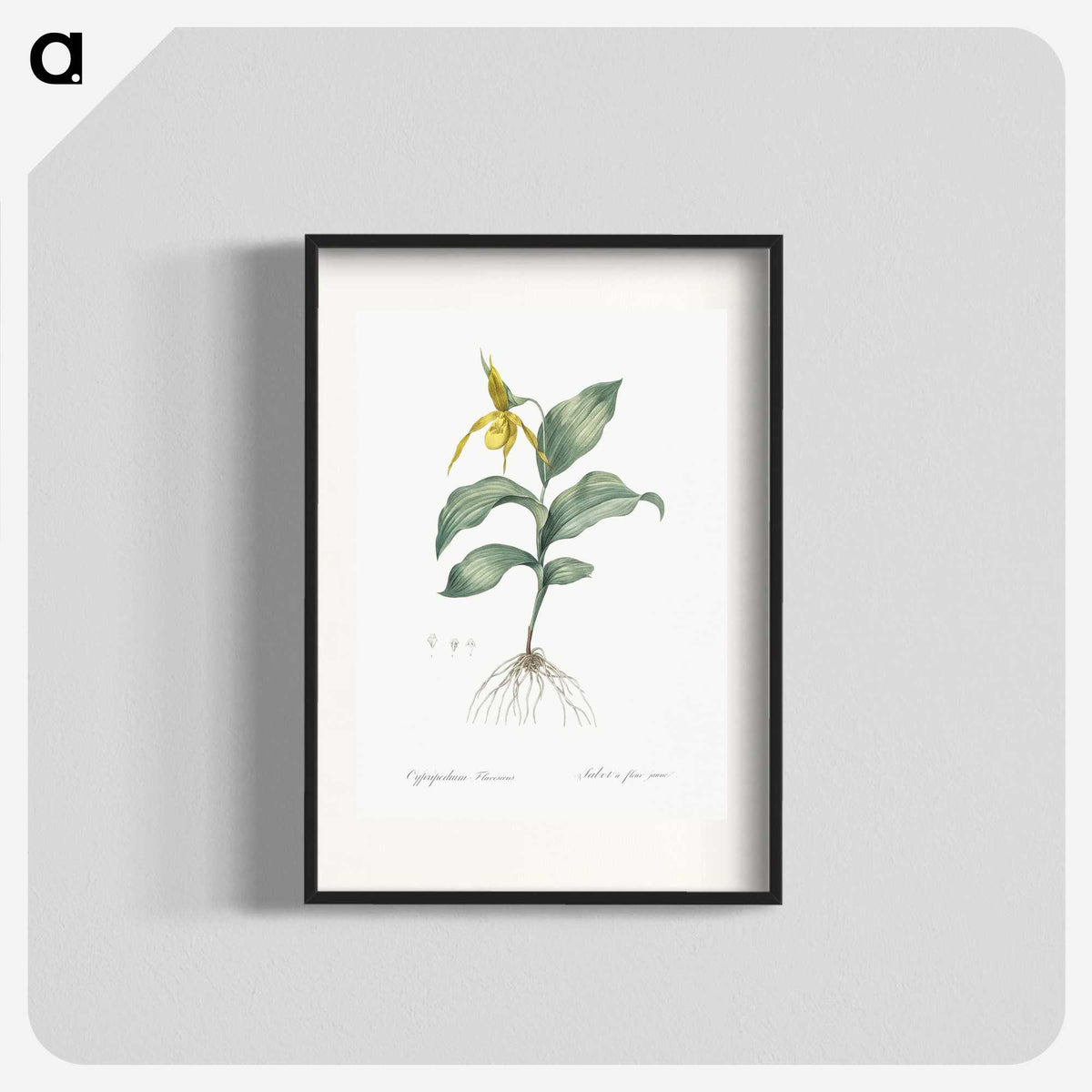 2-99_The-Lilies_blk