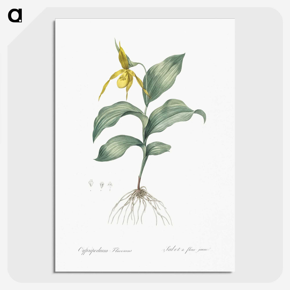 2-99_The-Lilies_picture-crop