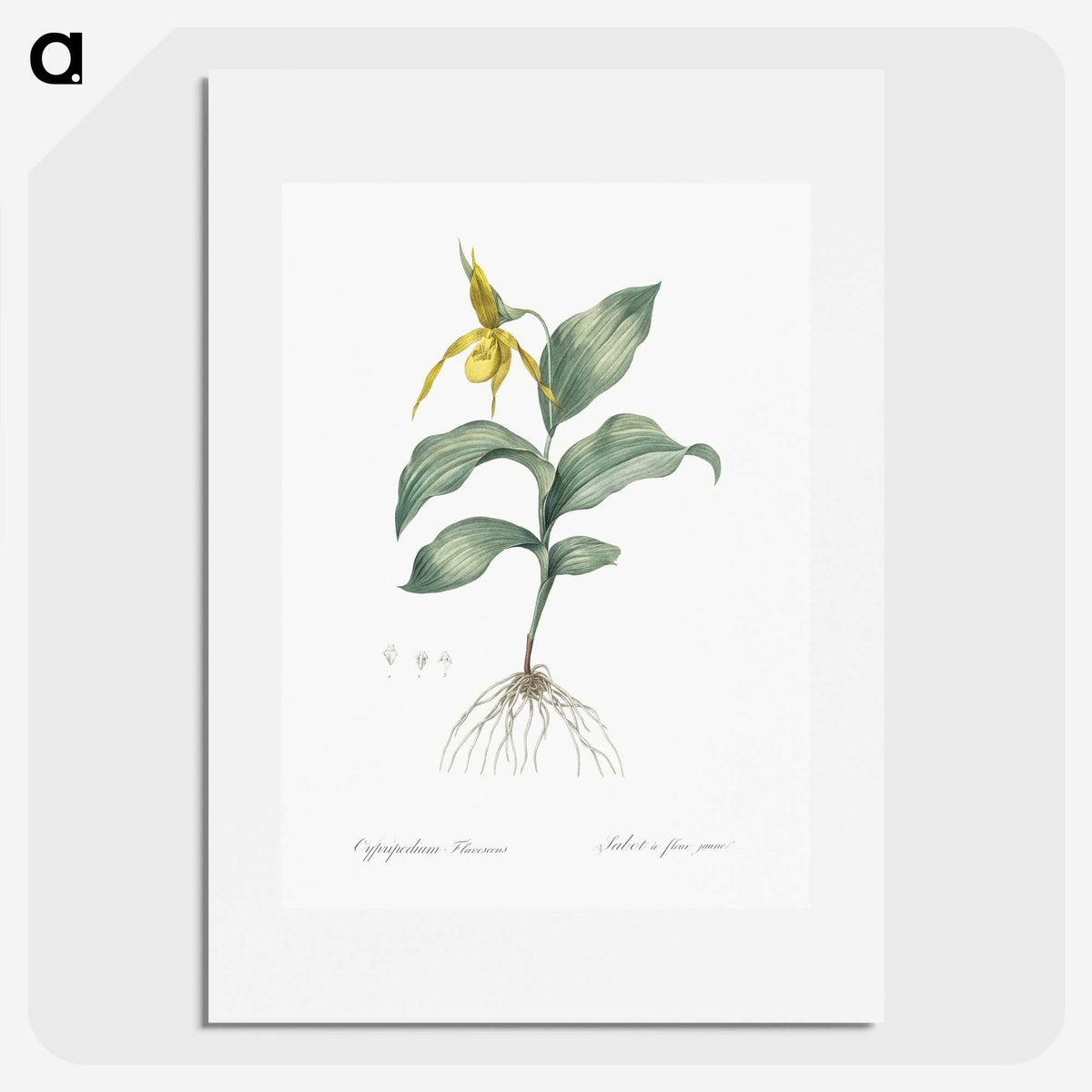 2-99_The-Lilies_picture