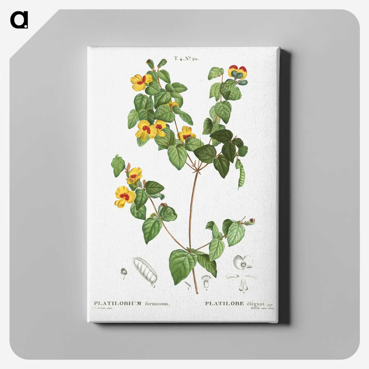 2-99_Treatise-on-Trees-and-Shrubs_canvas