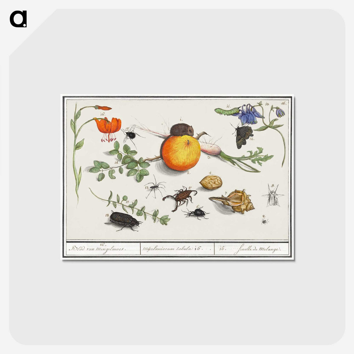 2-9_Anselmus-Boetius-de-Boodt_postcard