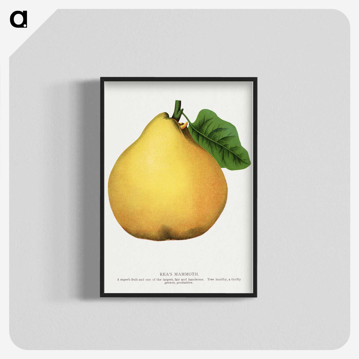 2-9_Botanical-Specimen-Plates_blk-crop