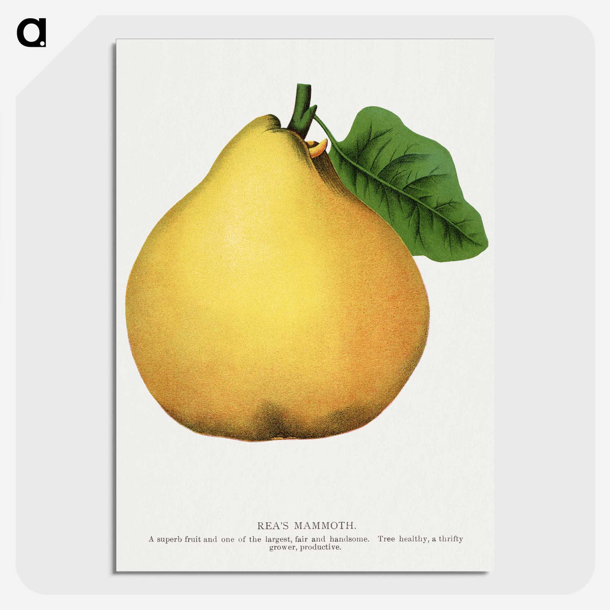 2-9_Botanical-Specimen-Plates_picture-crop