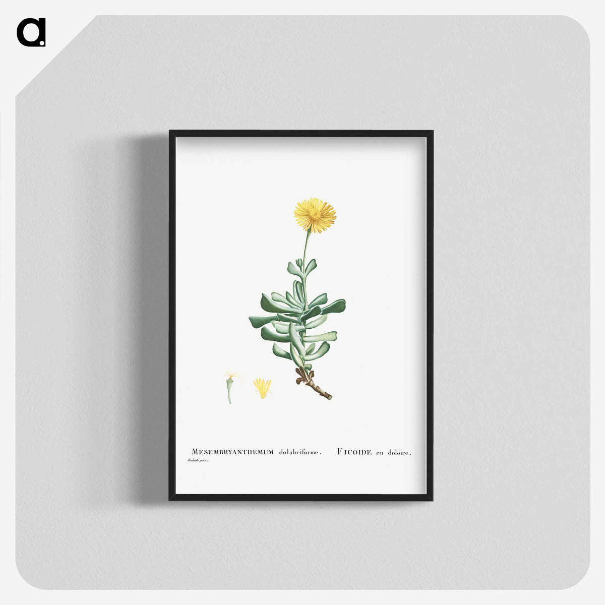 2-9_Histoire-des-Plantes-Grasses_blk-crop