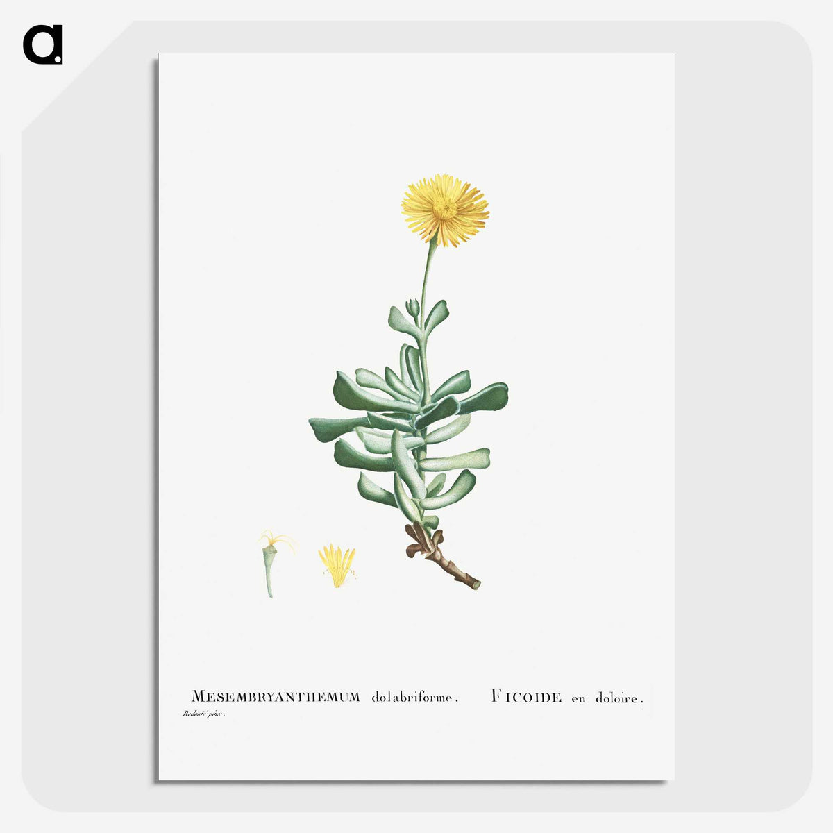 2-9_Histoire-des-Plantes-Grasses_picture-crop