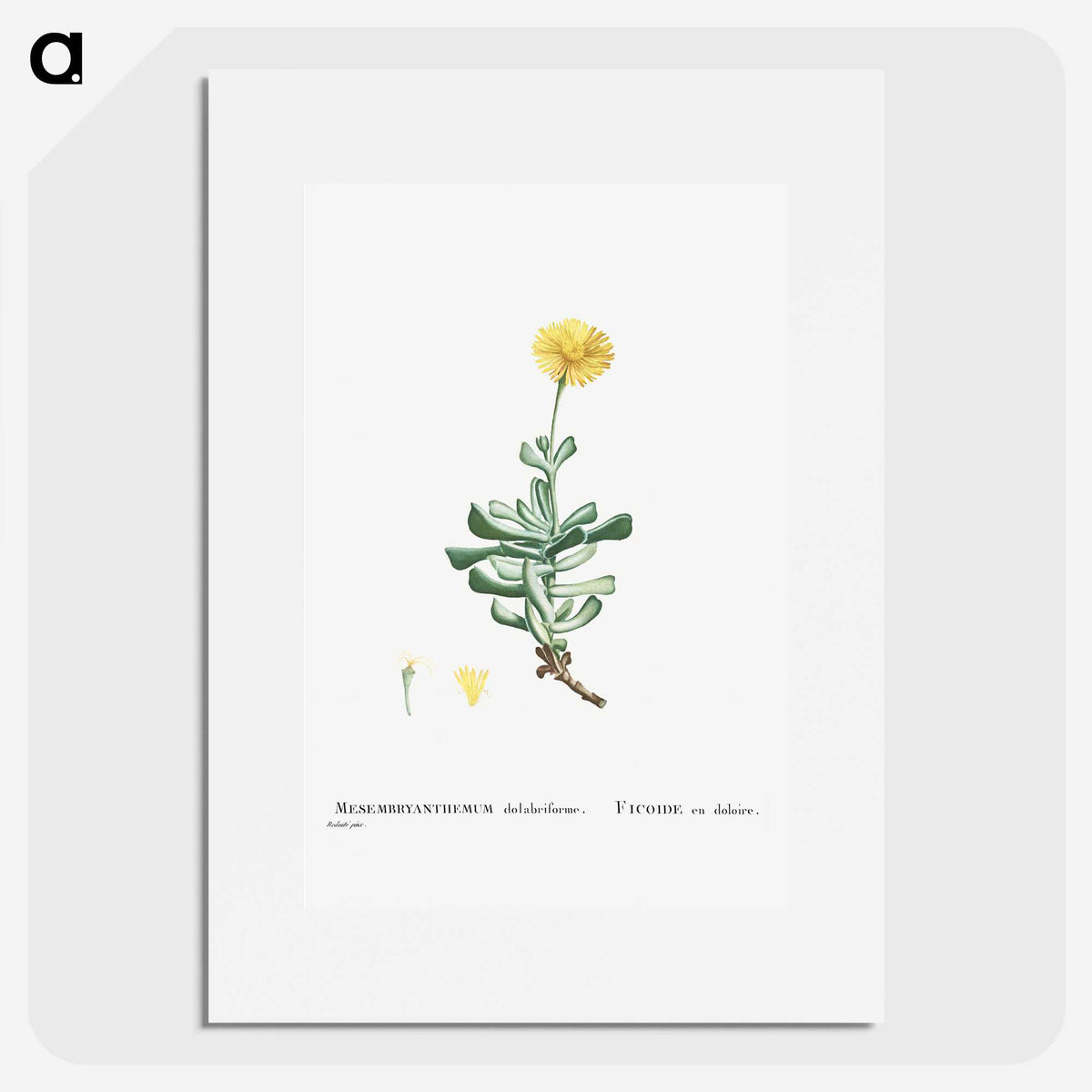 2-9_Histoire-des-Plantes-Grasses_picture