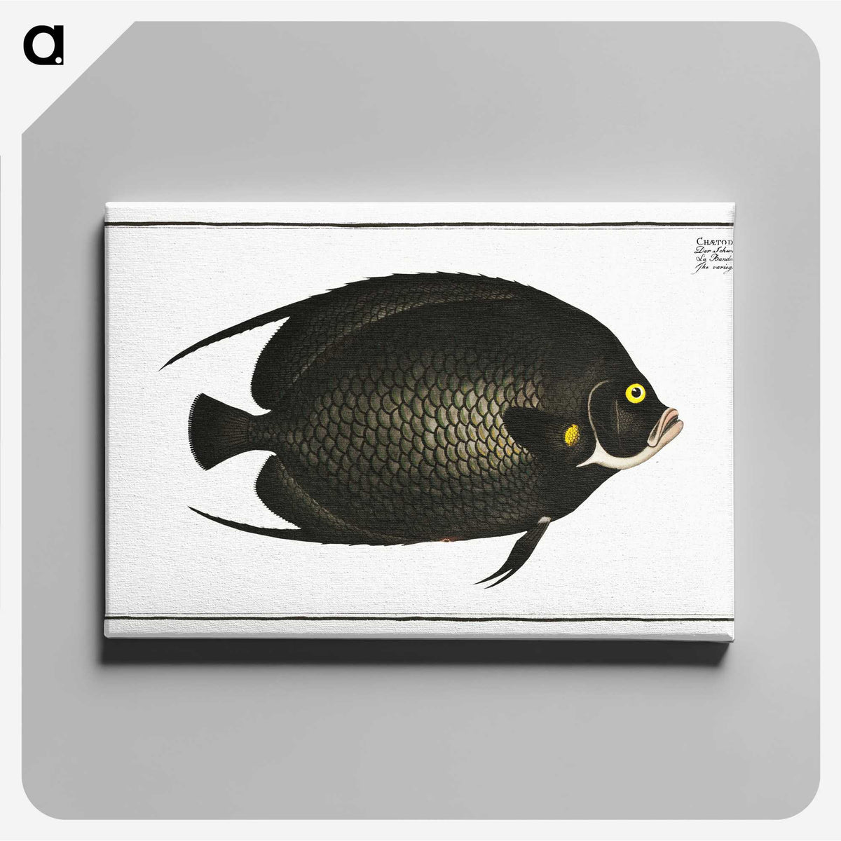 2-9_Ichtyologie-ou-Histoire-naturelle_canvas